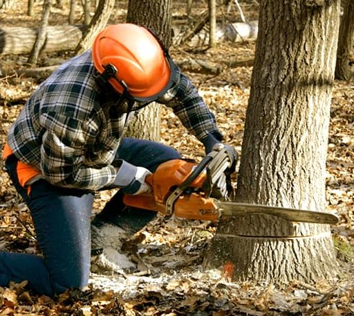Tree Removal in Knoxville, TN